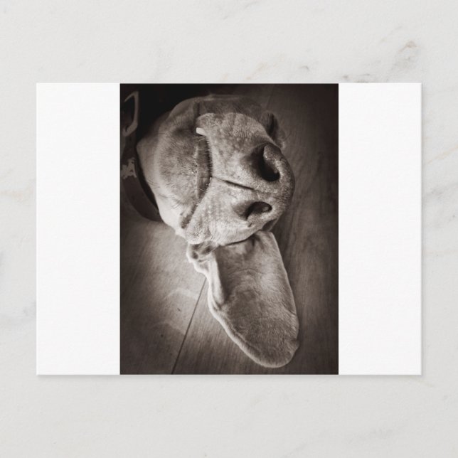 Lucca Vykort (Framsida)