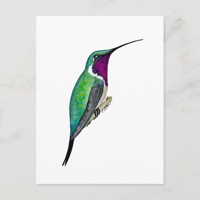 Lucifer Hummingbird Vykort (Framsida)