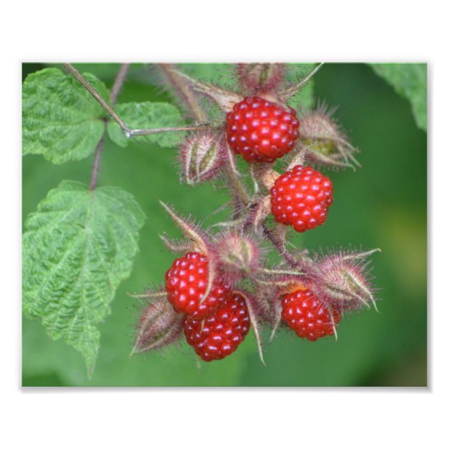 Lucious Raspberry Photo Print Fototryck (Framsidan)