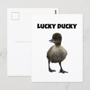Lucky Anka Funny Cute Duckling Bird Photo Art Vykort