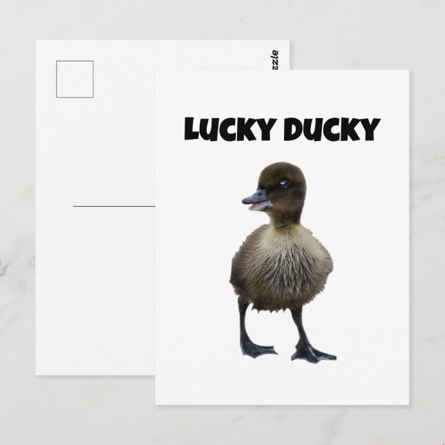 Lucky Anka Funny Cute Duckling Bird Photo Art Vykort (Fram/baksida)