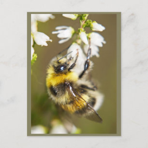 Lucky Bee Vykort