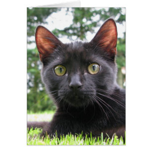 Lucky Black Cat Hälsningskort
