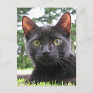 Lucky Black Cat Vykort