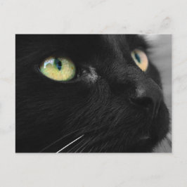 Lucky Black Cat Vykort