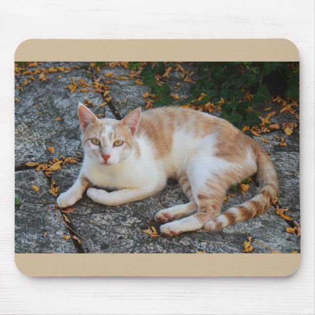 Lucky, den vackra katten musmatta (Framsidan)