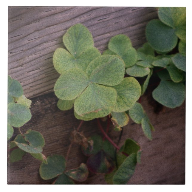 Lucky eller Determined? Saint Patricks Day Shamroc Kakelplatta (Framsidan)