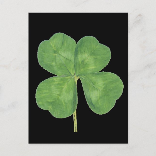 Lucky Four-Löv Klöver Shamrock Vykort (Framsida)
