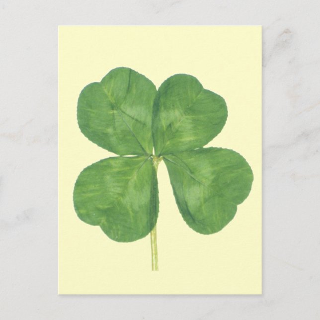 Lucky Four-Löv Klöver Shamrock Vykort (Framsida)