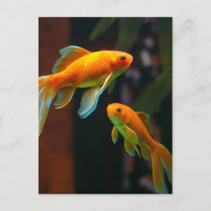 Lucky Goldfish Vykort