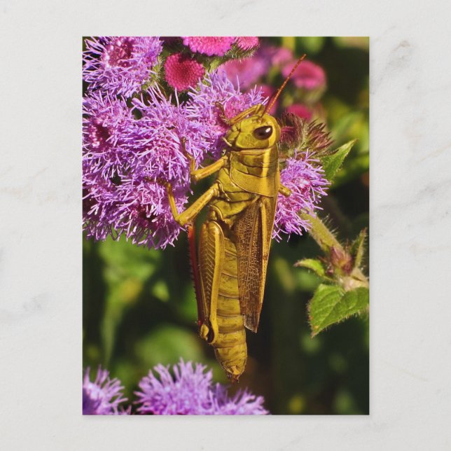 Lucky Grashopper på Ageratum Vykort (Framsida)