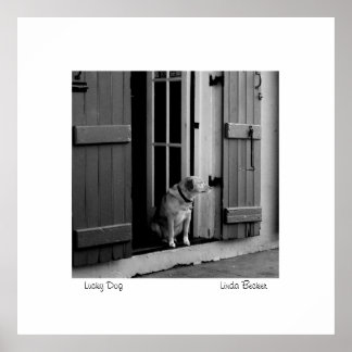 Lucky Hund av Linda Becker PhotoArt Poster