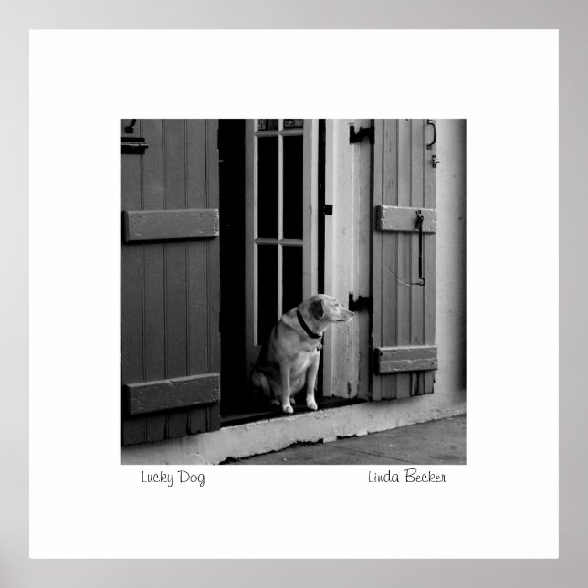 Lucky Hund av Linda Becker PhotoArt Poster (Framsidan)