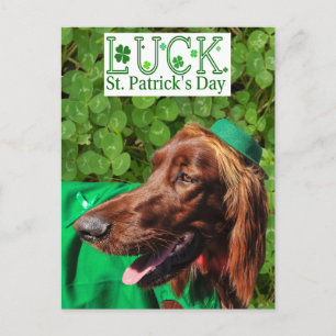 Lucky Irish Setter St. Patrick's Day Postcard Vykort