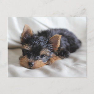 Lucky, japanska Yorkie-vykort Vykort
