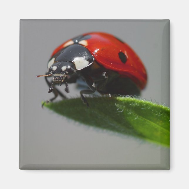 Lucky Ladybug Gift Ideas Magnet (Framsidan)