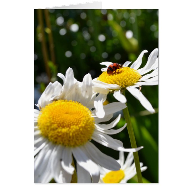 Lucky Ladybug Hälsningskort (Framsidan)