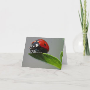 Lucky Ladybug-kort Kort
