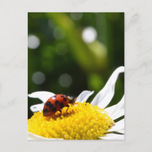 Lucky Ladybug Vykort