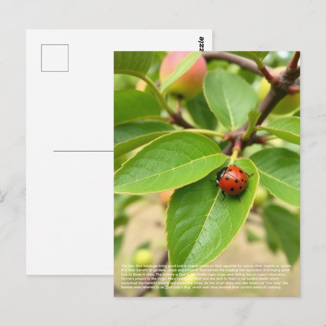 Lucky Ladybug  Vykort (Fram/baksida)