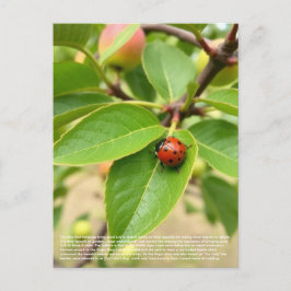 Lucky Ladybug Vykort