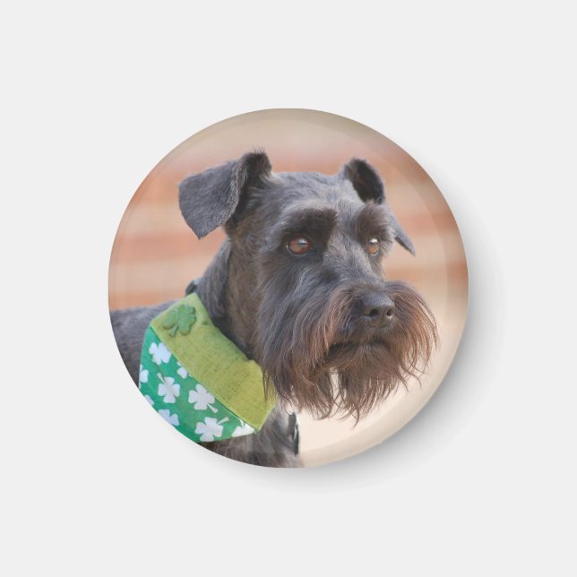 Lucky Miniature Schnauzer Magnet (Framsidan)