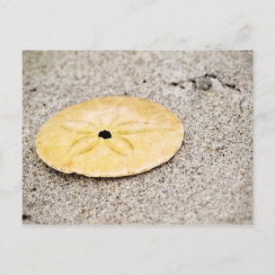 Lucky Sand Dollar Vykort