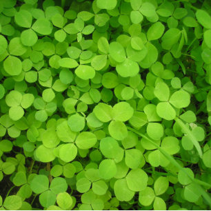"Lucky Shamrocks!" Presentpapper