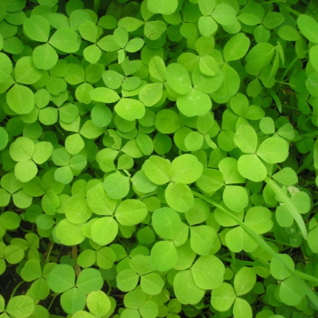 "Lucky Shamrocks!" Presentpapper (Skapare uppladdad)