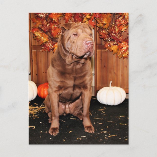 Lucky - Shar Pei - Hildebrand Vykort (Framsida)