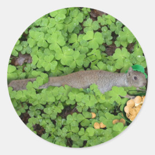 Lucky Squirrel i Klöver Runt Klistermärke