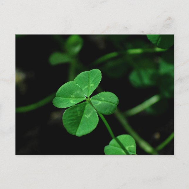 Lucky Vykort (Framsida)