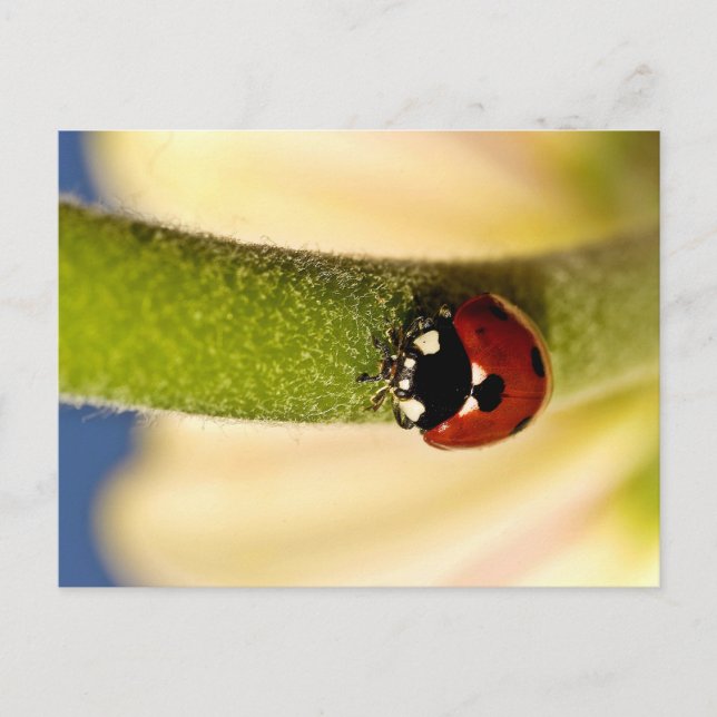 Lucky Vykort (Framsida)