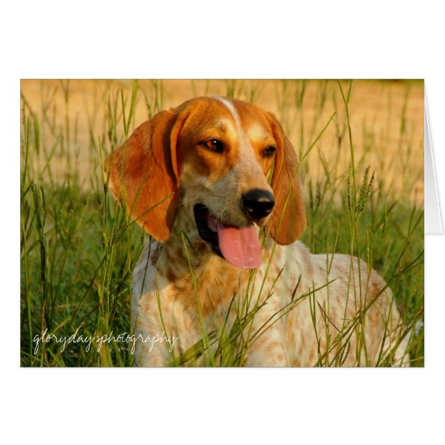 Lucy Hälsningskort (Framsidan Horizontal)