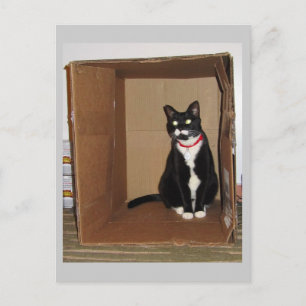 Lucy in a Box Vykort