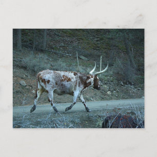 "Lucy Watusi" (Watusi & Longhorn Cross) Mini Print Vykort