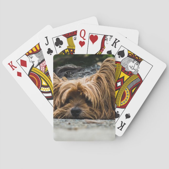 Luddig hund som ligger ner kortlek (Baksidan)