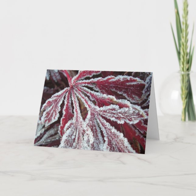 Luddigt frostigt löv kort (Framsida)