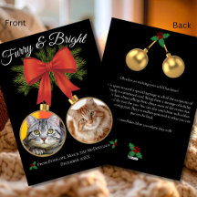 Luddigt & Ljust Jul Foto Familj Katt Holiday