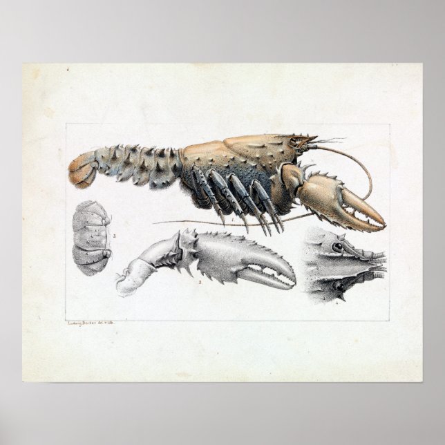 Ludwig Becker Murray Spiny Crayfish Poster (Framsidan)