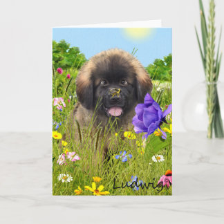 Ludwig kortet för Leonberger valphälsning Kort