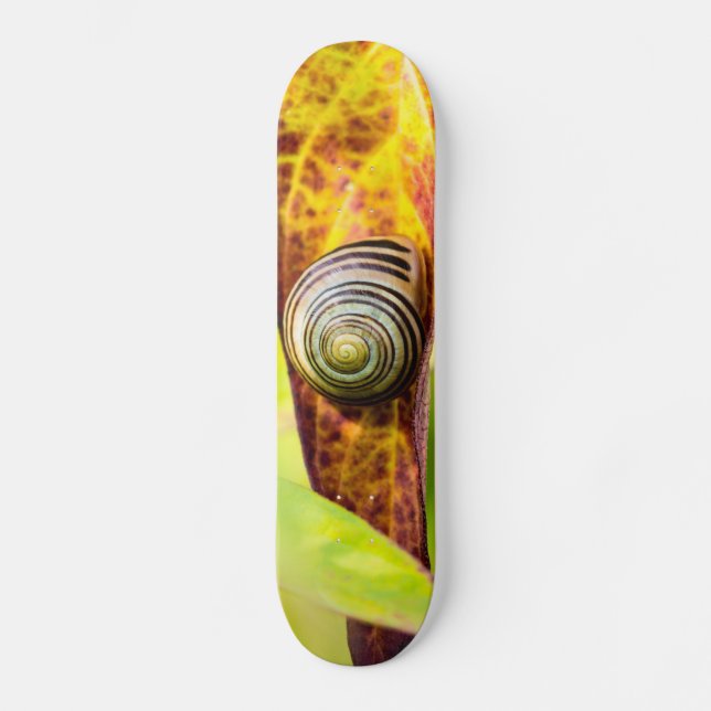 lugn anknytning skateboard (Framsida)