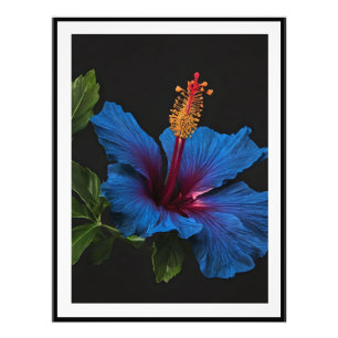 "Lugn blomning: Den blå hibiskusblommans skönhet Fototryck