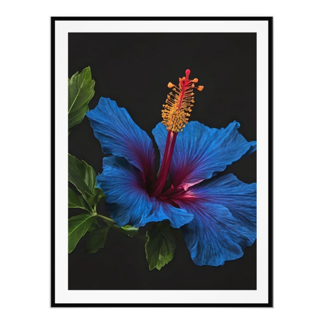 "Lugn blomning: Den blå hibiskusblommans skönhet Fototryck (Framsidan)