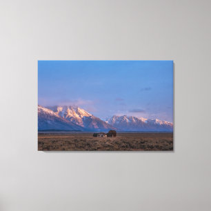 Lugn Grand Teton öppen prärie Canvastryck