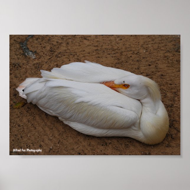 Lugn i vitt poster (Framsidan)