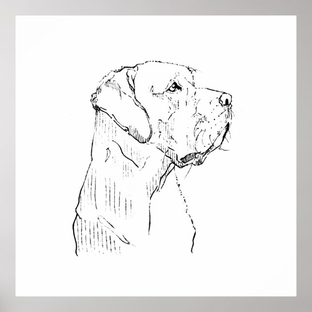 Lugn Labrador Retriever Väggkonst, Handritad Poster (Framsidan)