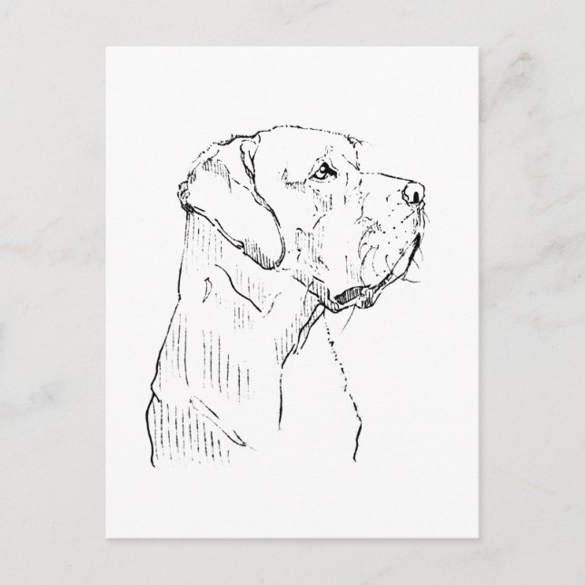 Lugn Labrador Retriever  vykort (Framsida)