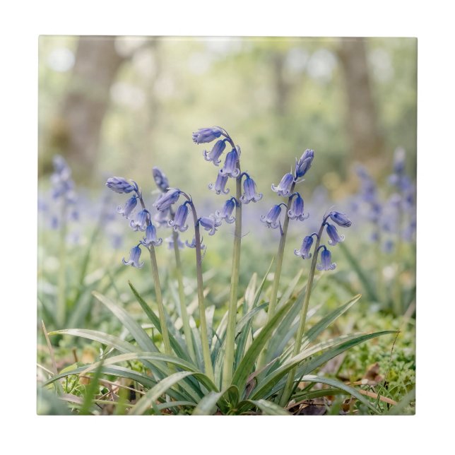 Lugn Lila Blåklocka Skogsblomning Kakelplatta (Framsidan)