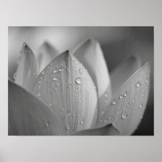 Lugn Makrobild på Monokrom Lotusblomma Poster (Framsidan)